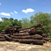 Mesquite Logs