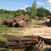 Mesquite Logs